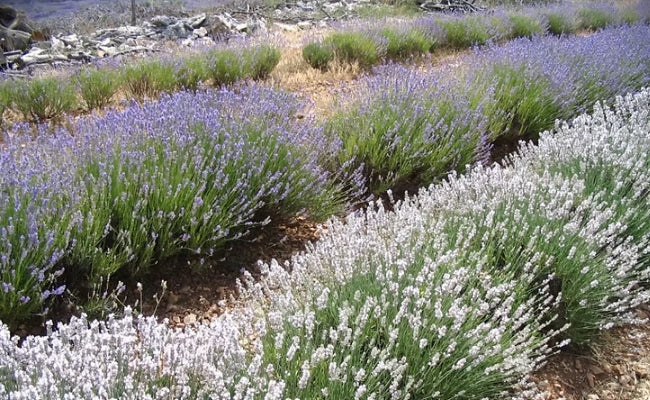 Le vrai parfum des lavandes part.1