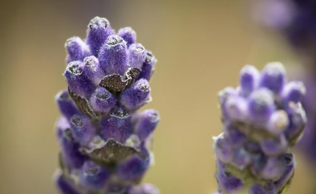 La Lavande, "parfum et langage" historiques