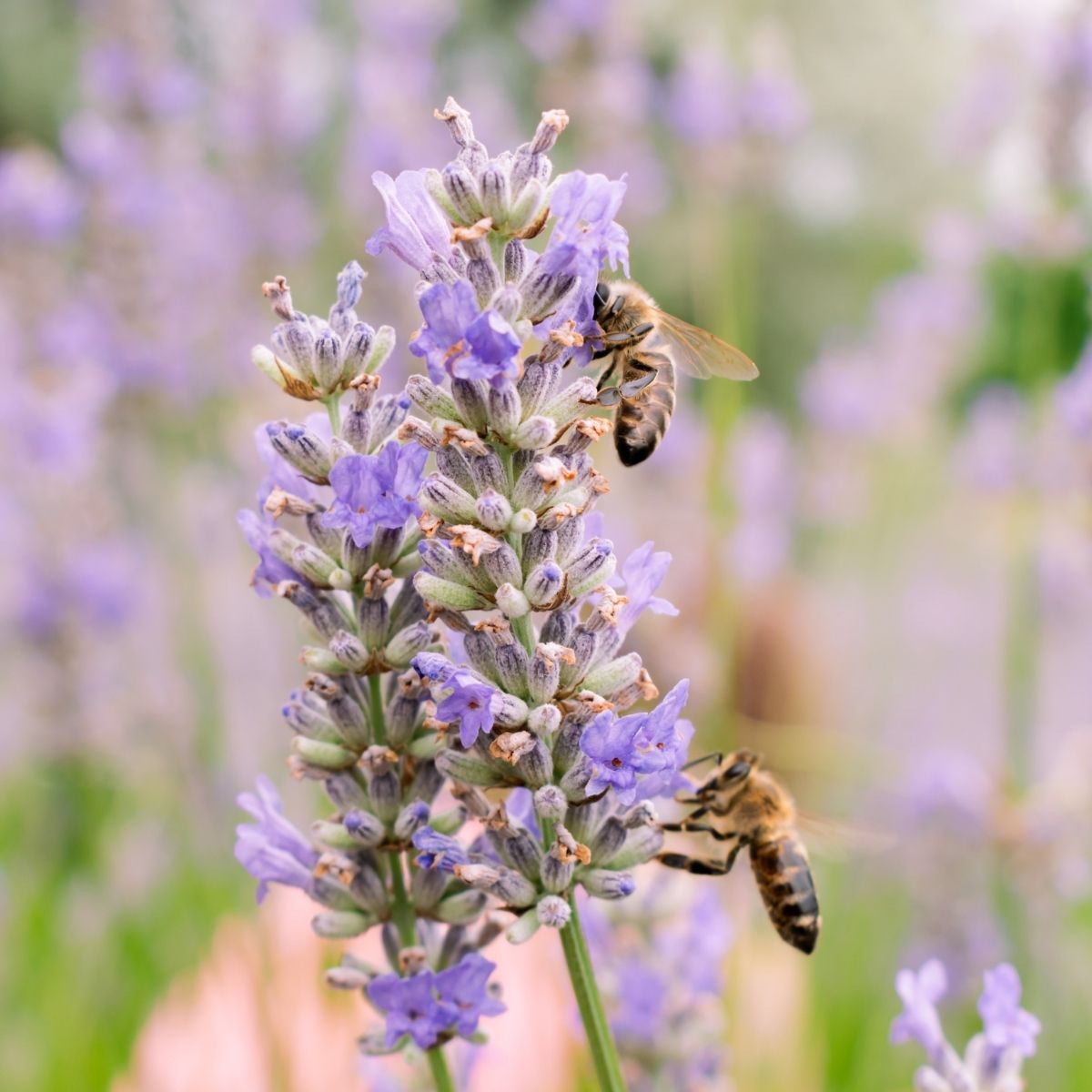 Abeille qui butine un brin de lavande