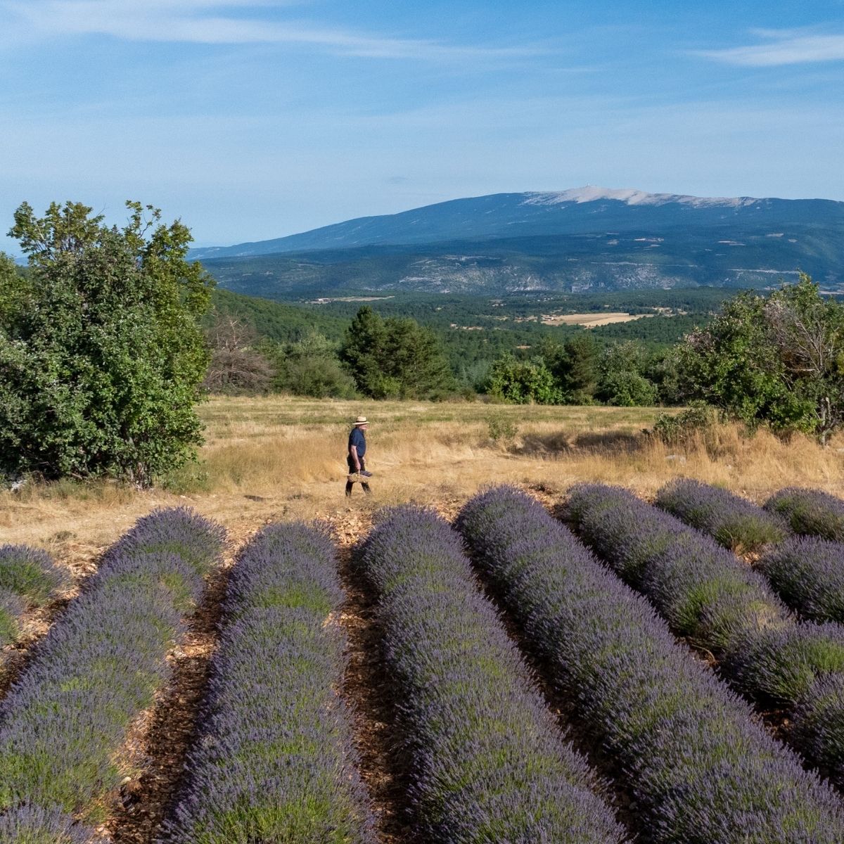Champs de lavande de provence et Philippe Franc qui cueille la lavande avec un panier avec une montagne en l'arrière plan.