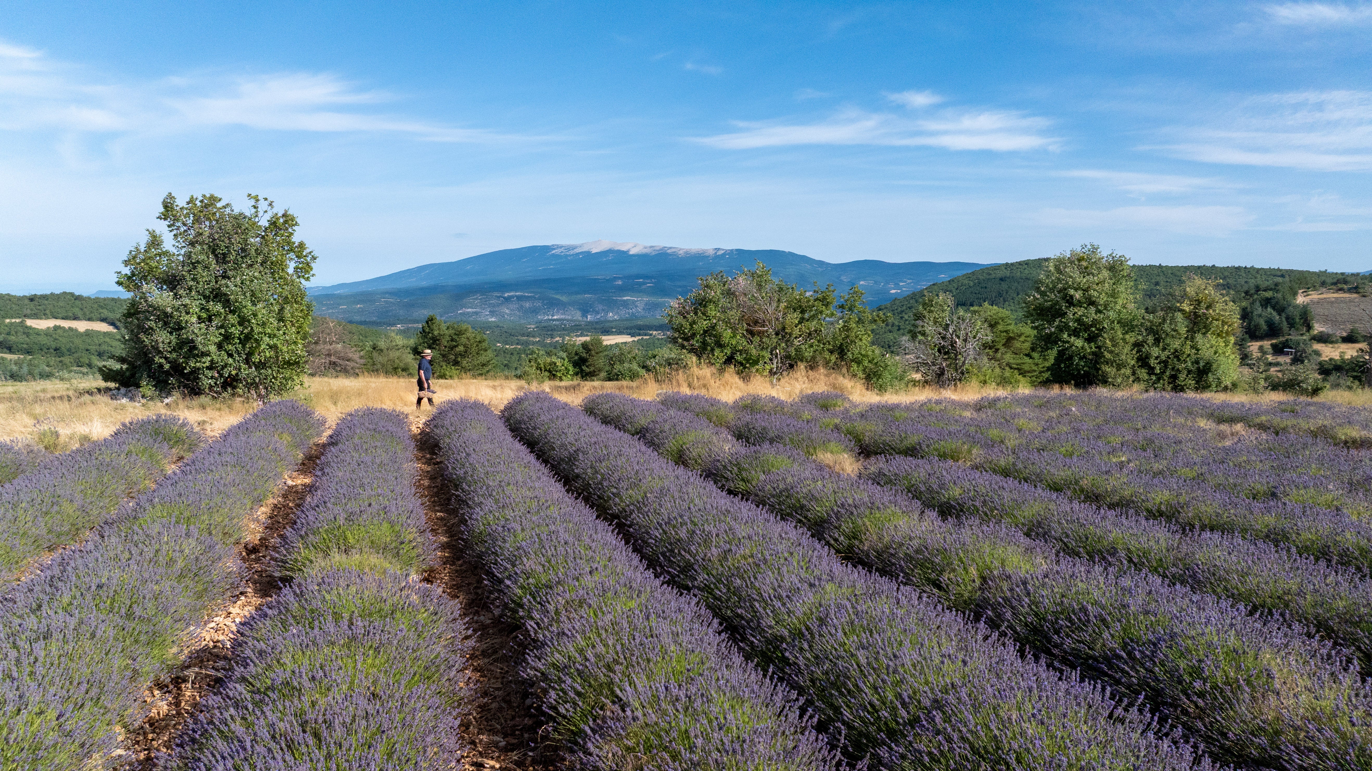 Champs de lavande avec Philippe Franc
