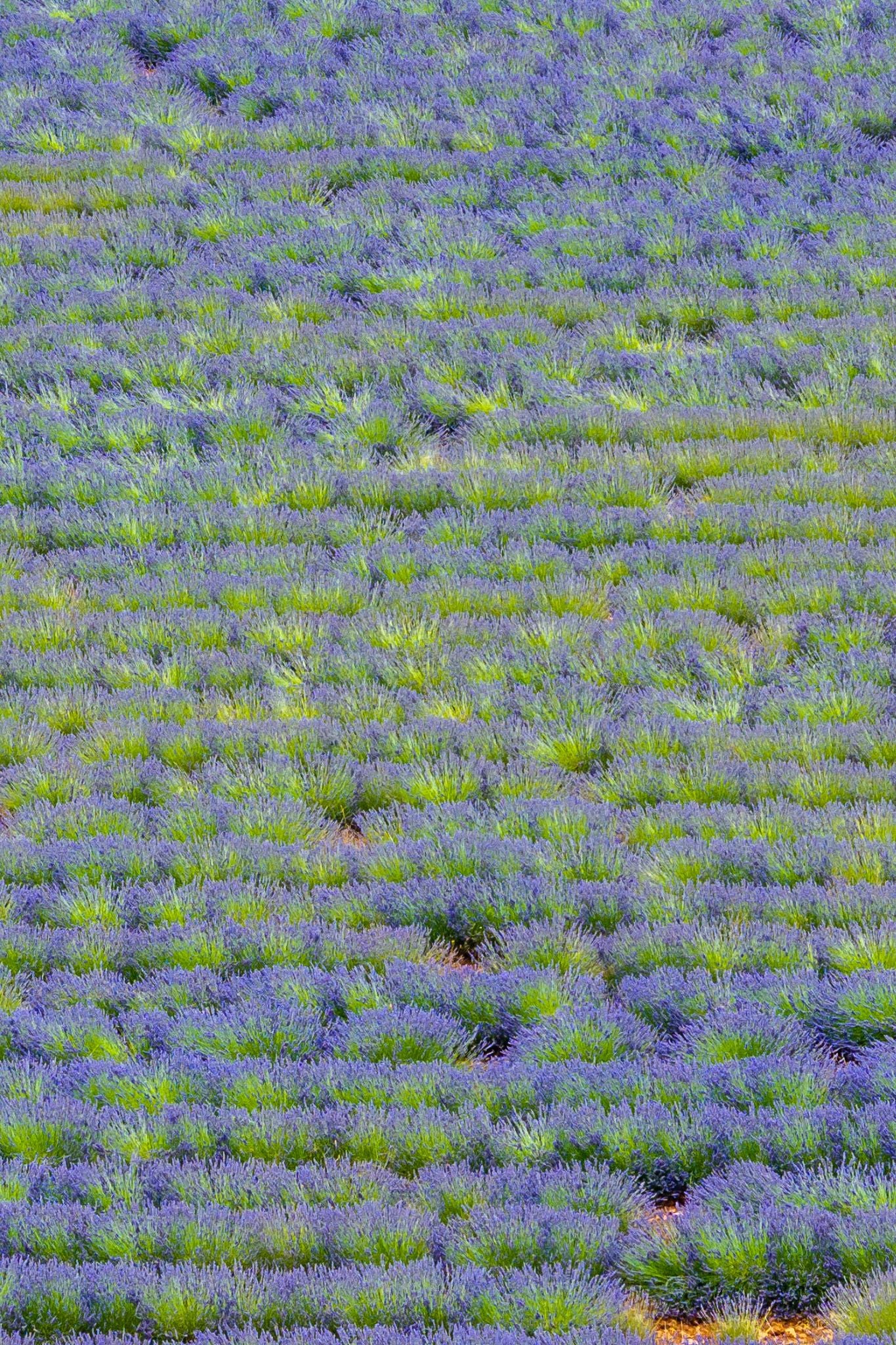 Vue aérienne d'un vaste champ de lavande en fleurs, avec ses rangées violettes et vertes.