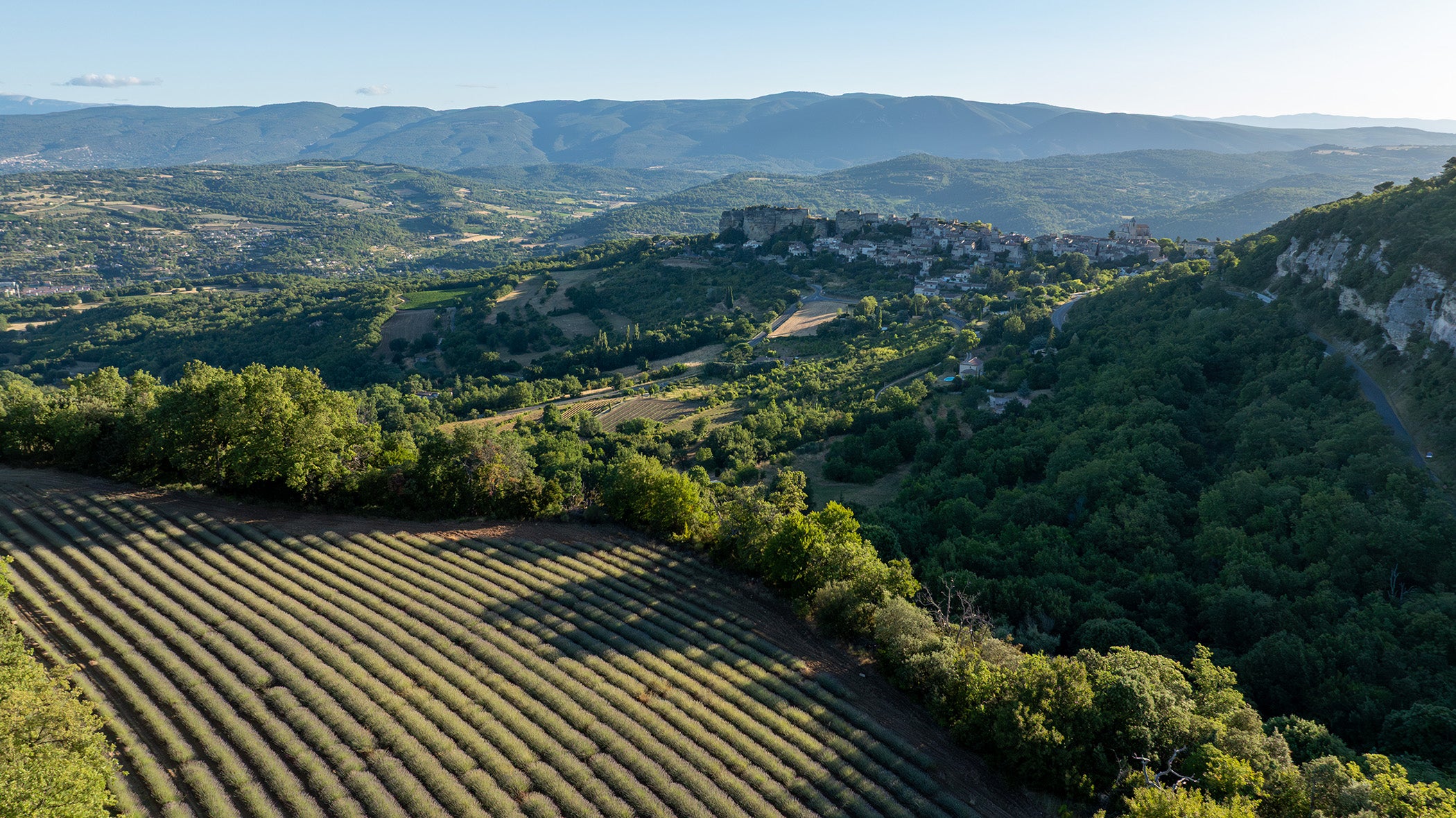 Champs de lavande vue aérienne, montagnes en perspective