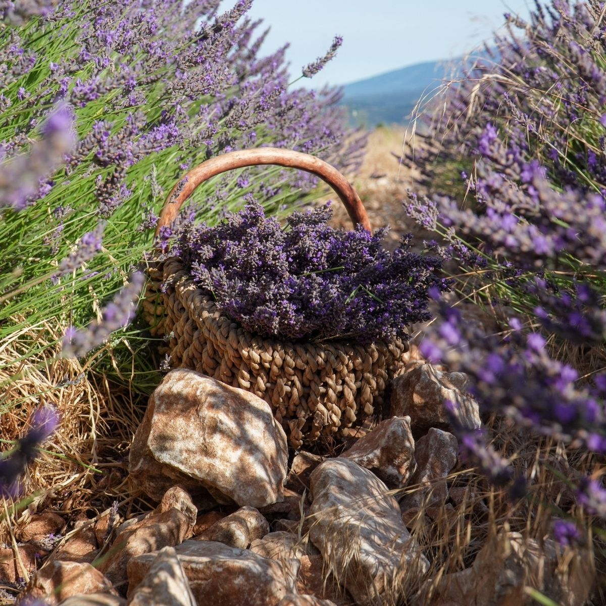 Panier plein de brins de lavande posé sur rocher