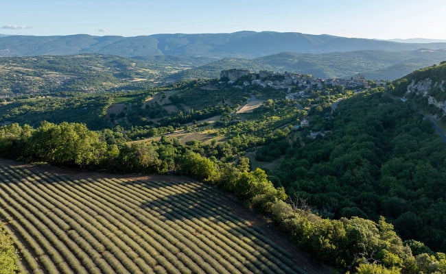 Au cœur de nos champs de lavande en Provence