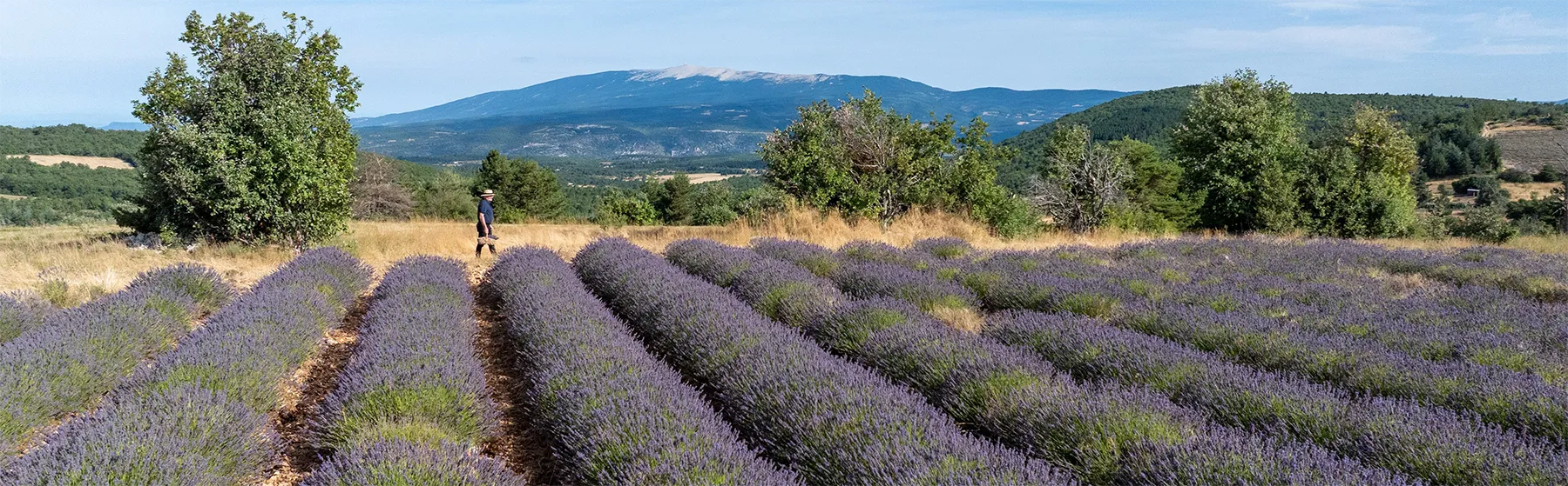 Découvrez nos fuseaux et boules de lavande Franc 1884. Faits main en Provence à partir de notre lavande du Luberon, ils parfument durablement votre intérieur.