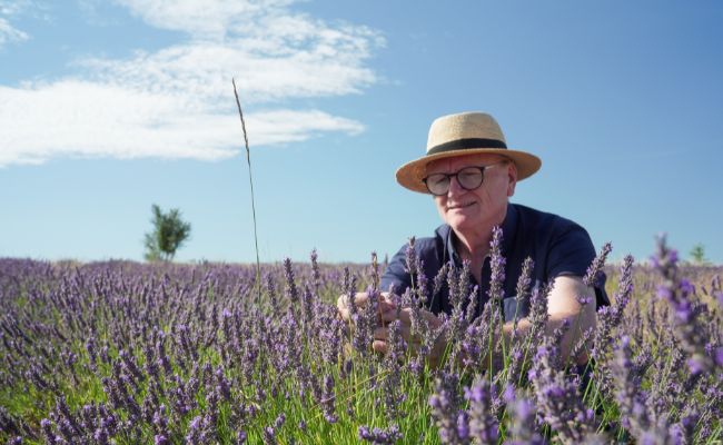 Philippe Franc dans son champs de lavande